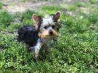 Yorkshire Terrier Puppy for sale in Winfield, MO, USA