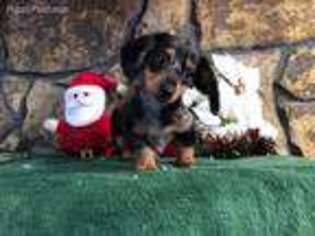 Dachshund Puppy for sale in Saint Elizabeth, MO, USA