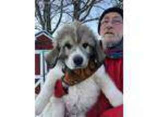 Newfoundland Puppy for sale in Culpeper, VA, USA
