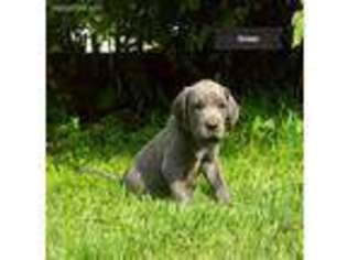 Great Dane Puppy for sale in Cedarburg, WI, USA