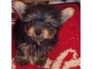 Yorkshire Terrier Puppy for sale in Griffin, GA, USA