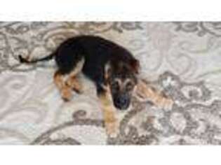 German Shepherd Dog Puppy for sale in Penn Laird, VA, USA
