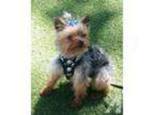Yorkshire Terrier Puppy for sale in LAKE ARROWHEAD, CA, USA
