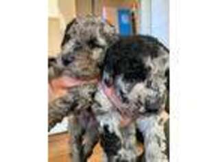 Labradoodle Puppy for sale in Mcpherson, KS, USA