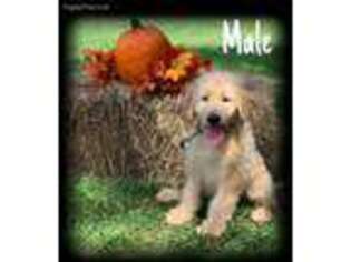 Labradoodle Puppy for sale in Loranger, LA, USA