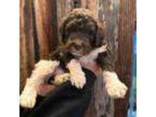 Mutt Puppy for sale in Thornton, CO, USA