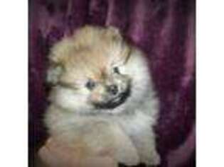 Pomeranian Puppy for sale in Strasburg, CO, USA
