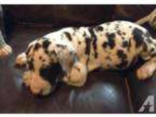Great Dane Puppy for sale in FULTON, NY, USA