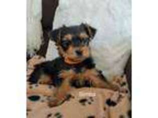 Yorkshire Terrier Puppy for sale in Bourbon, IN, USA