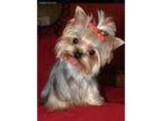 Yorkshire Terrier Puppy for sale in Warwick, NY, USA