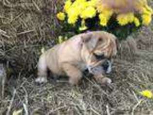 Bulldog Puppy for sale in Hunt, NY, USA
