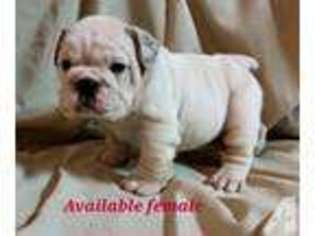 Bulldog Puppy for sale in CALERA, OK, USA