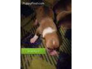 Pembroke Welsh Corgi Puppy for sale in Staunton, IL, USA