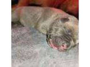 Cane Corso Puppy for sale in Mason City, IL, USA