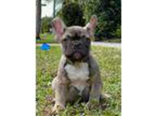 French Bulldog Puppy for sale in Boca Raton, FL, USA