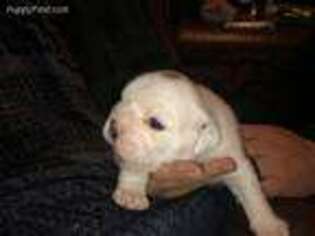 Bulldog Puppy for sale in Mobile, AL, USA