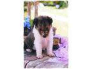 Collie Puppy for sale in Vandalia, MO, USA