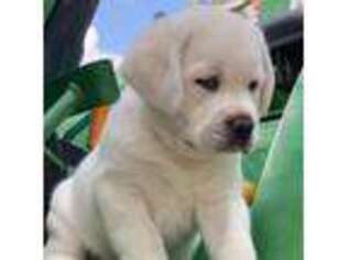 Labrador Retriever Puppy for sale in Los Angeles, CA, USA