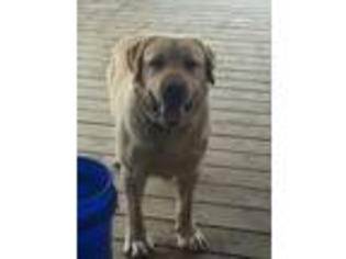 Labrador Retriever Puppy for sale in Goshen, OH, USA