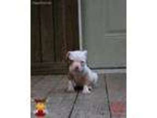 American Bulldog Puppy for sale in Baton Rouge, LA, USA