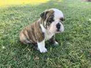 Bulldog Puppy for sale in Uvalde, TX, USA