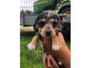 Dachshund Puppy for sale in Donahue, IA, USA