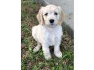Goldendoodle Puppy for sale in Fort Stewart, GA, USA