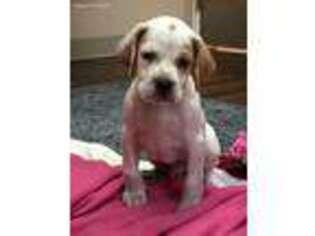 Mutt Puppy for sale in Newtown, CT, USA