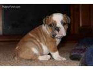 Olde English Bulldogge Puppy for sale in Waterloo, IA, USA