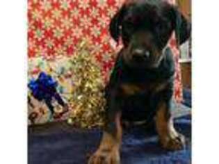 Doberman Pinscher Puppy for sale in West Frankfort, IL, USA