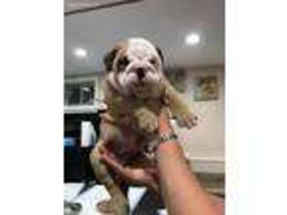 Bulldog Puppy for sale in Frankfort, KY, USA