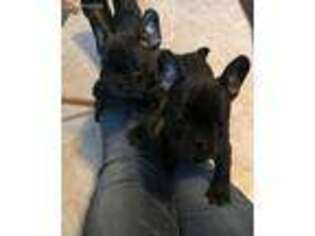 French Bulldog Puppy for sale in Phoenixville, PA, USA