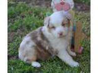 Australian Shepherd Puppy for sale in Colony, OK, USA