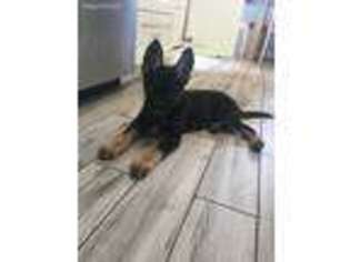 German Shepherd Dog Puppy for sale in Portage, IN, USA