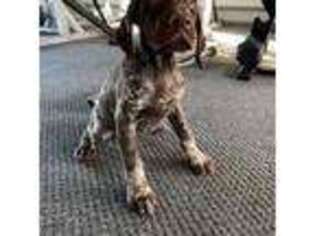 German Shorthaired Pointer Puppy for sale in Union, NJ, USA