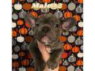 French Bulldog Puppy for sale in Ithaca, NY, USA