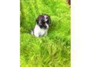 Havanese Puppy for sale in Amity, MO, USA