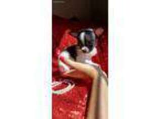 Chihuahua Puppy for sale in Pickens, SC, USA