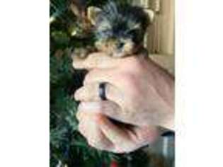 Yorkshire Terrier Puppy for sale in Cave Creek, AZ, USA
