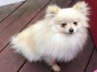 Pomeranian Puppy for sale in Snohomish, WA, USA