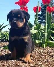 Rottweiler Puppy for sale in Kansas City, MO, USA
