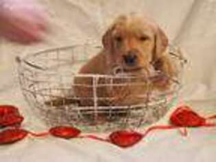 Golden Retriever Puppy for sale in Belleville, PA, USA