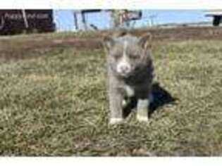 Mutt Puppy for sale in Browning, MO, USA