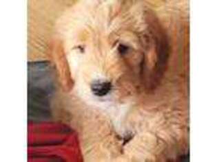 Goldendoodle Puppy for sale in Kewaskum, WI, USA