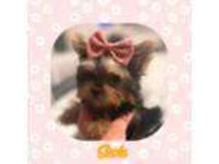 Yorkshire Terrier Puppy for sale in Watertown, TN, USA