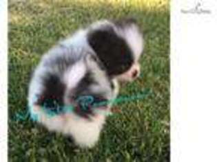 Pomeranian Puppy for sale in Logan, UT, USA