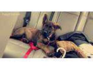 German Shepherd Dog Puppy for sale in Fort Sill, OK, USA