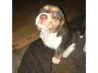 Beagle Puppy for sale in Commerce, GA, USA