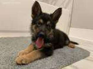 German Shepherd Dog Puppy for sale in Baltimore, MD, USA