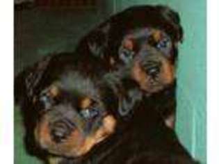 Rottweiler Puppy for sale in Seattle, WA, USA